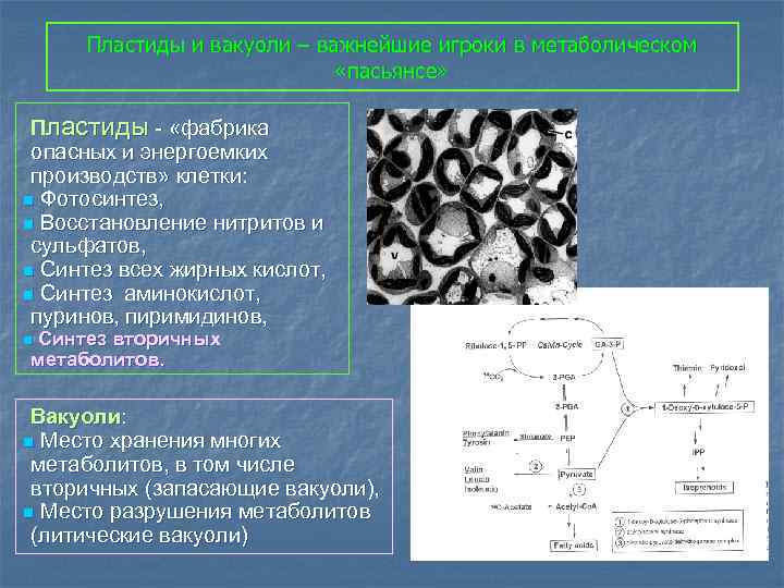 Пластид вещество. Пластиды и вакуоль. Пластиды вакуоли строения. Таблица вакуоли и пластиды. Пластиды содержат растворимы в воде вещества.