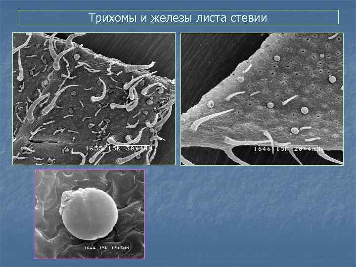 Трихомы и железы листа стевии 