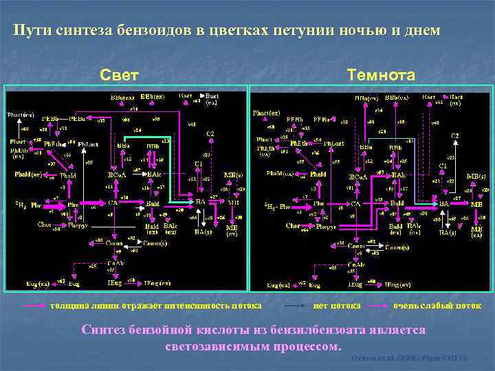 Пути синтеза бензоидов в цветках петунии ночью и днем Свет толщина линии отражает интенсивность
