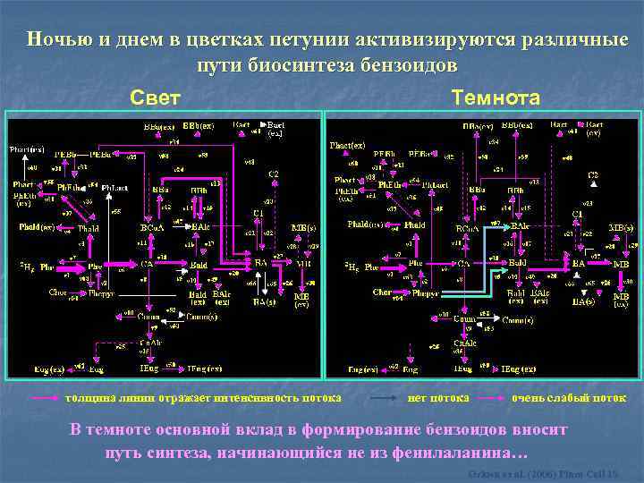 Ночью и днем в цветках петунии активизируются различные пути биосинтеза бензоидов Свет толщина линии