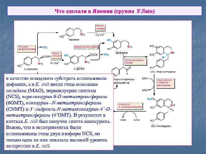 Что сделали в Японии (группа F. Sato) в качестве исходного субстрата использовали дофамин, а