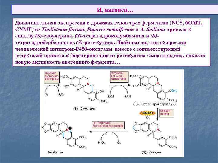 И, наконец… Дополнительная экспрессия в дрожжах генов трех ферментов (NCS, 6 OMT, CNMT) из