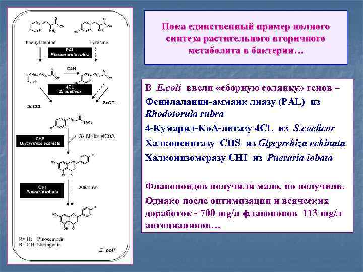 Пока единственный пример полного синтеза растительного вторичного метаболита в бактерии… В E. coli ввели