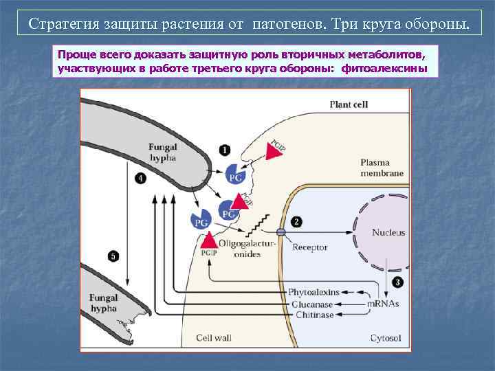 Стратегия защиты растения от патогенов. Три круга обороны. Проще всего доказать защитную роль вторичных