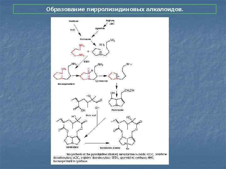 Образование пирролизидиновых алкалоидов. 