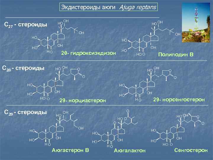  Экдистероиды аюги Ajuga reptans С 27 - стероиды HO OH HО OH OH