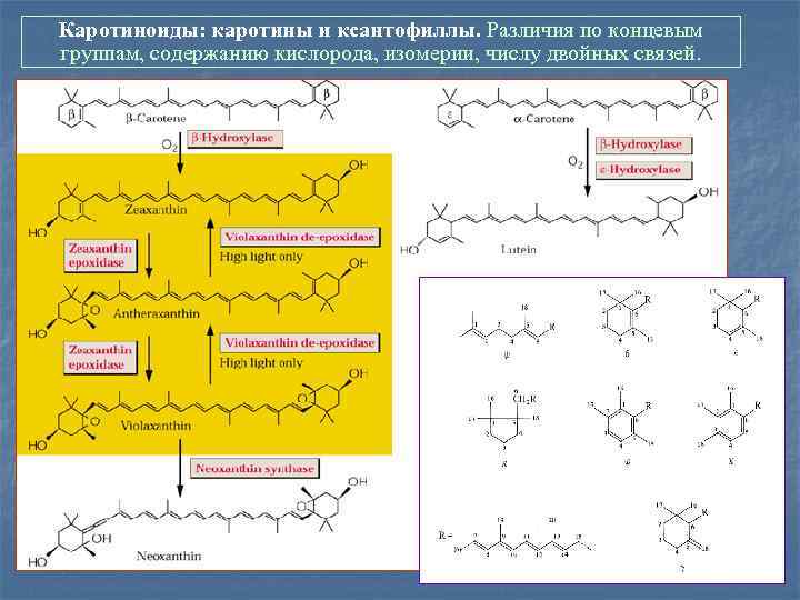 Каротиноиды: каротины и ксантофиллы. Различия по концевым группам, содержанию кислорода, изомерии, числу двойных связей.