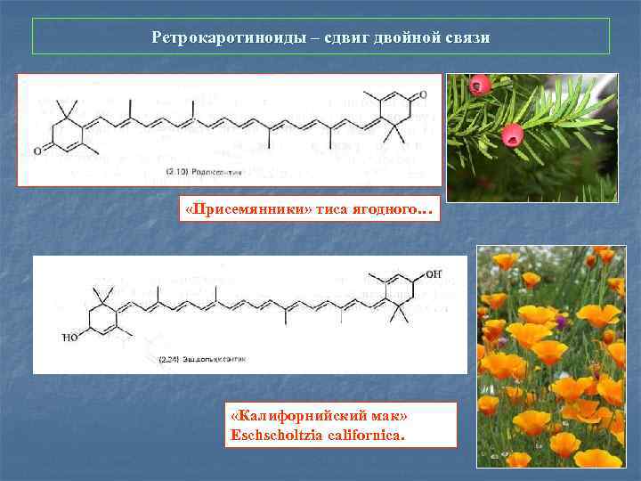 Ретрокаротиноиды – сдвиг двойной связи «Присемянники» тиса ягодного… «Калифорнийский мак» Eschscholtzia californica. 