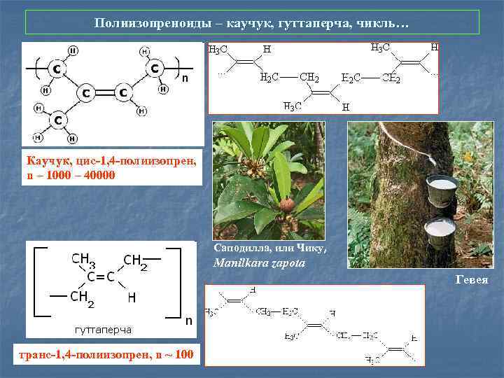 Полиизопреноиды – каучук, гуттаперча, чикль… Каучук, цис-1, 4 -полиизопрен, n – 1000 – 40000