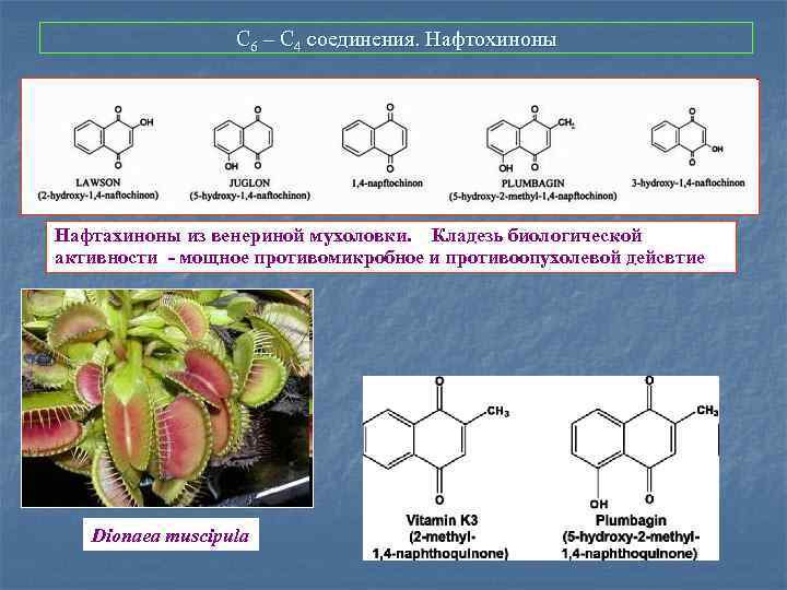 С 6 – С 4 соединения. Нафтохиноны Нафтахиноны из венериной мухоловки. Кладезь биологической активности