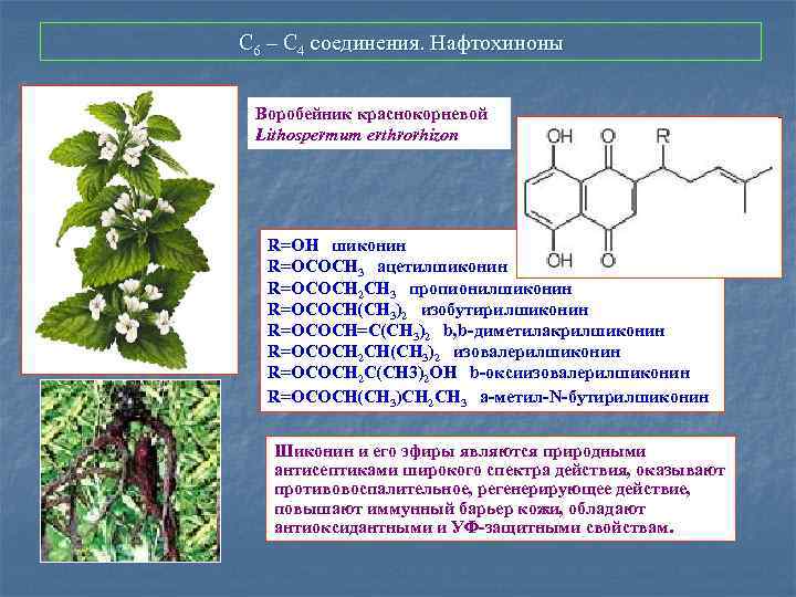 С 6 – С 4 соединения. Нафтохиноны Воробейник краснокорневой Lithospermum erthrorhizon R=OH шиконин R=OCOCH