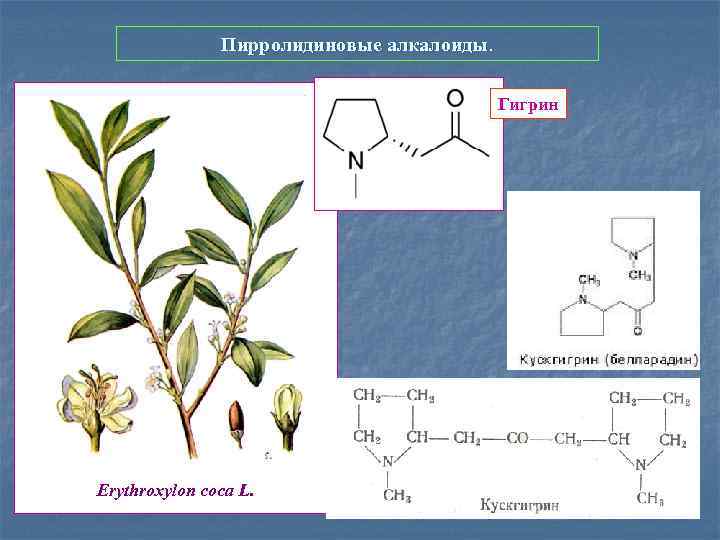 Пирролидиновые алкалоиды. Гигрин Erythroxylon coca L. 