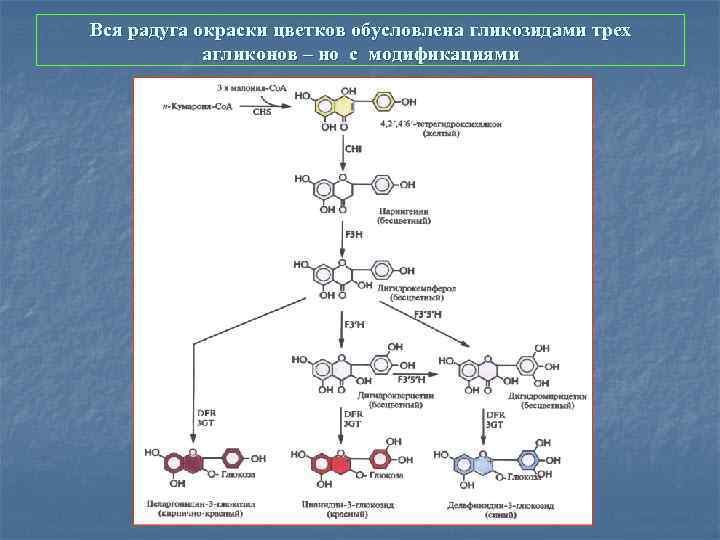 Вся радуга окраски цветков обусловлена гликозидами трех агликонов – но с модификациями 