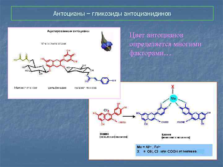 Антоцианы – гликозиды антоцианидинов Цвет антоцианов определяется многими факторами… 