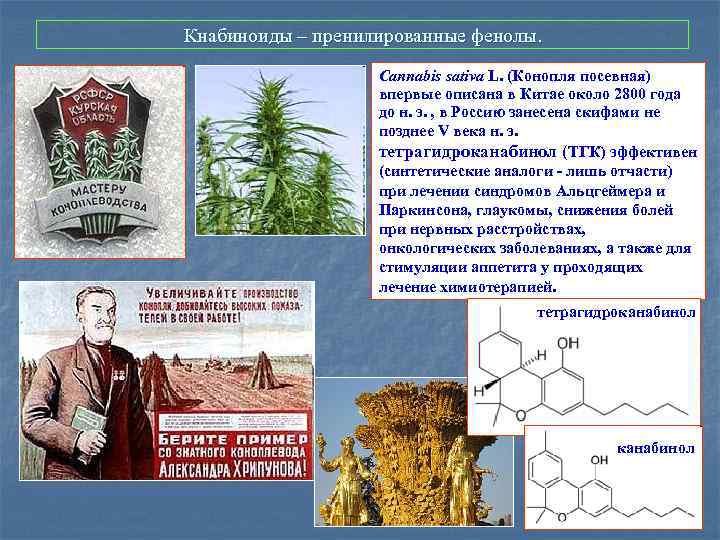 Кнабиноиды – пренилированные фенолы. Cannabis sativa L. (Конопля посевная) впервые описана в Китае около