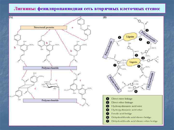 Лигнины: фенилпропаниодная сеть вторичных клеточных стенок 