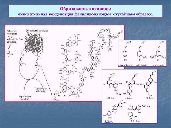 Образование лигнинов: окислительная конденсация фенилпропаноидов случайным образом. 