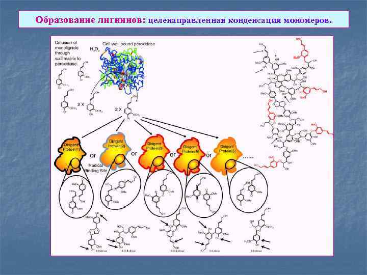 Образование лигнинов: целенаправленная конденсация мономеров. 