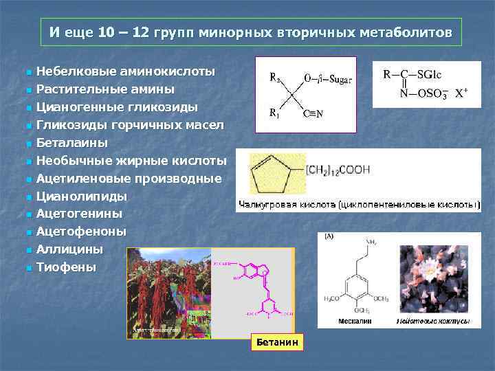 И еще 10 – 12 групп минорных вторичных метаболитов Небелковые аминокислоты n Растительные амины