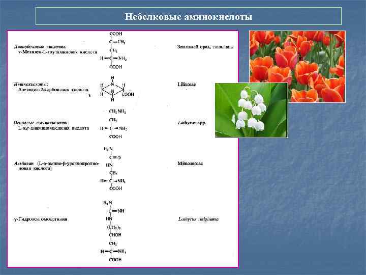 Небелковые аминокислоты 