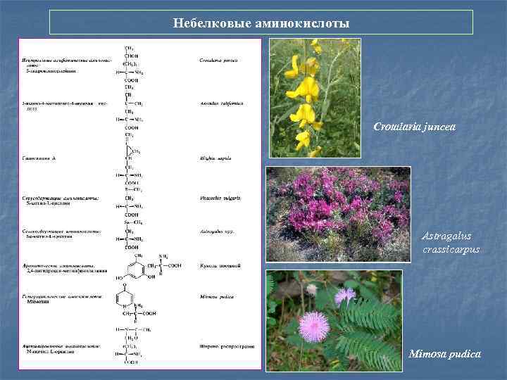 Небелковые аминокислоты Crotalaria juncea Astragalus crassicarpus Mimosa pudica 