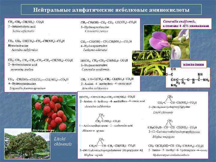 Нейтральные алифатические небелковые аминокислоты Canavalia ensiformis, в семенах 4 -6% канаванина канаванин Litchi chinensis