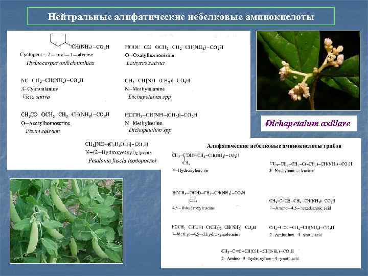 Нейтральные алифатические небелковые аминокислоты Dichapetalum axillare 