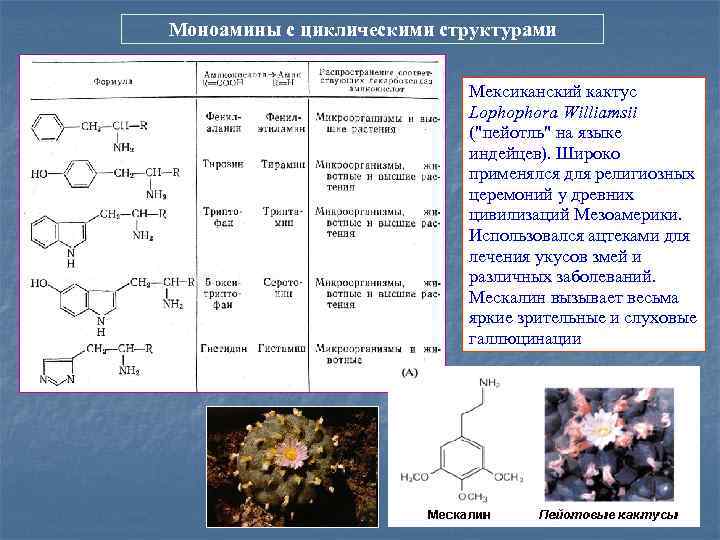 Моноамины с циклическими структурами Мексиканский кактус Lophophora Williamsii ("пейотль" на языке индейцев). Широко применялся