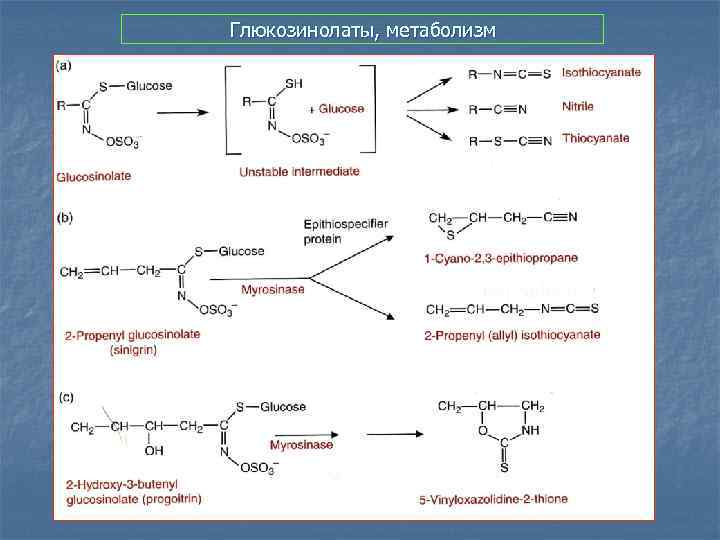 Глюкозинолаты, метаболизм 