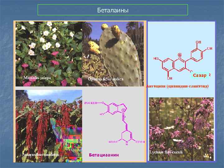Беталаины Сахар Антоциан (цианидин-гликозид) Бетациаанин 
