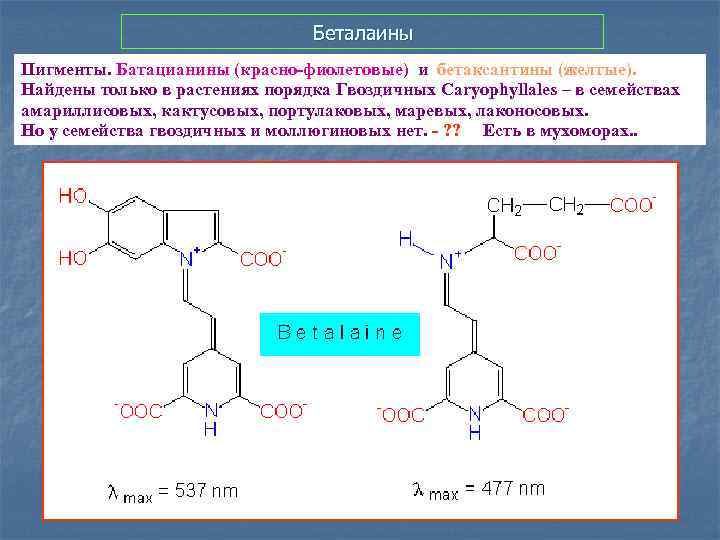 Беталаины Пигменты. Батацианины (красно-фиолетовые) и бетаксантины (желтые). Найдены только в растениях порядка Гвоздичных Caryophyllales