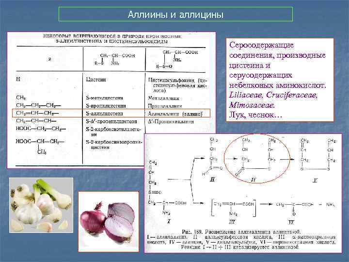 Аллиины и аллицины Серосодержащие соединения, производные цистеина и серусодержащих небелковых аминокислот. Liliaceae, Cruciferaceae, Mimosaceae.