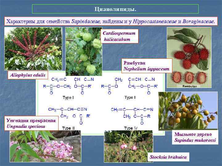 Цианолипиды. Характерны для семейства Sapindaceae, найдены и у Hippocastaneaceae и Boraginaceae. Cardiospermum halicacabum Рамбутан