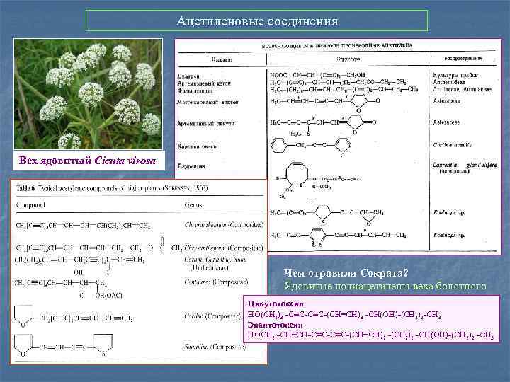 Ацетиленовые соединения Вех ядовитый Cicuta virosa Чем отравили Сократа? Ядовитые полиацетилены веха болотного Цикутотоксин