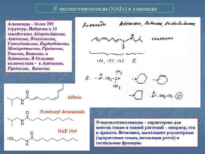 N-ацетилэтаноламиды (NAEs) и алкамиды Алкамиды – более 200 структур. Найдены в 10 семействах: Aristolochiaceae,