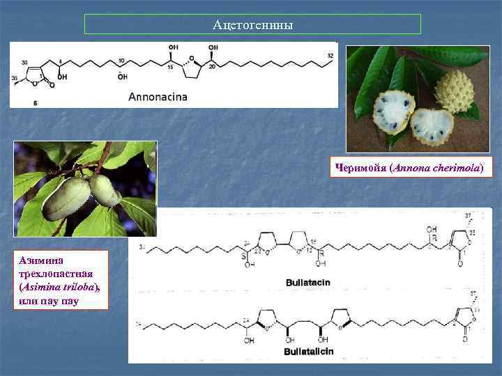 Ацетогенины Черимойя (Annona сherimola) Азимина трехлопастная (Asimina triloba), или пау 