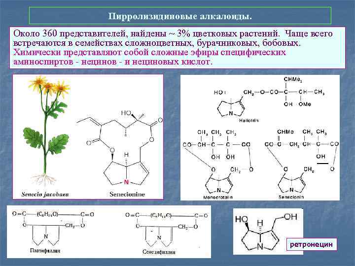 Пирролизидиновые алкалоиды. Около 360 представителей, найдены ~ 3% цветковых растений. Чаще всего встречаются в