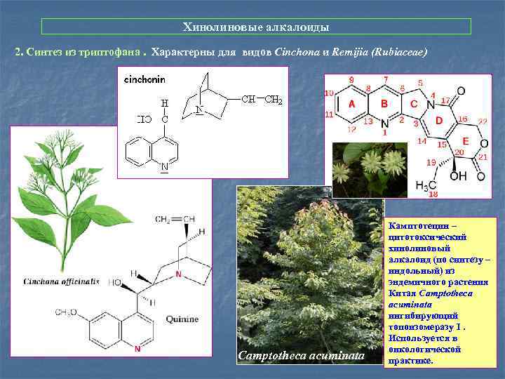 Хинолиновые алкалоиды 2. Синтез из триптофана. Характерны для видов Cinchona и Remijia (Rubiaceae) Camptotheca