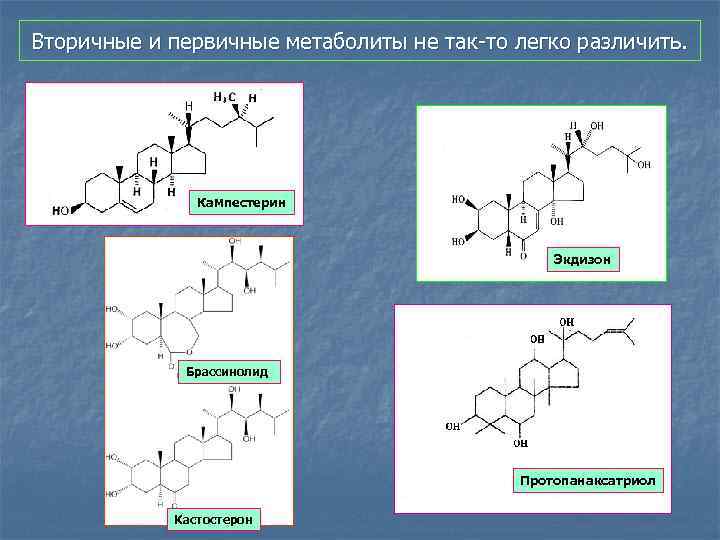 Вторичные и первичные метаболиты не так-то легко различить. Кампестерин Экдизон Брассинолид Протопанаксатриол Кастостерон 