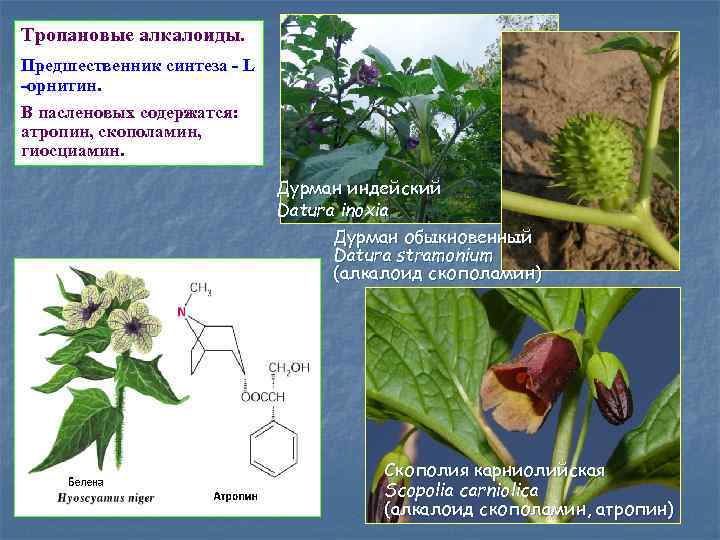 Тропановые алкалоиды. Предшественник синтеза - L -орнитин. В пасленовых содержатся: атропин, скополамин, гиосциамин. Дурман