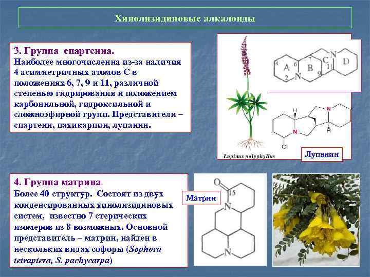Хинолизидиновые алкалоиды 3. Группа спартеина. Наиболее многочисленна из-за наличия 4 аcимметричных атомов С в