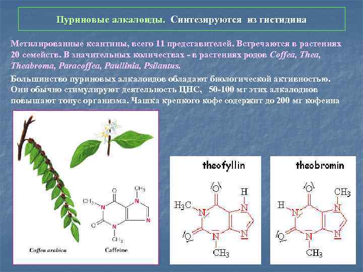 Пуриновые алкалоиды. Синтезируются из гистидина Метилированные ксантины, всего 11 представителей. Встречаются в растениях 20