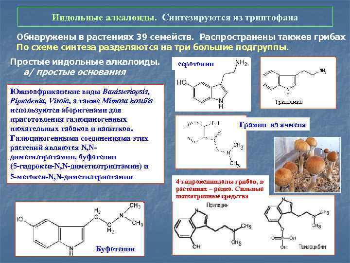 Индольные алкалоиды. Синтезируются из триптофана Обнаружены в растениях 39 семейств. Распространены такжев грибах По