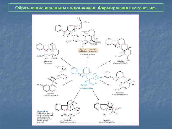 Образование индольных алкалоидов. Формирование «скелетов» . 