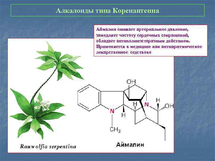 Алкалоиды типа Коренантеина Аймалин снижает артериальное давление, замедляет частоту сердечных сокращений, обладает антихолинэстеразным действием.