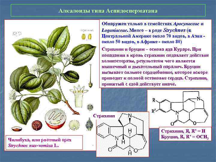 Алкалоиды типа Аспидосперматана Обнаружен только в семействах Apocynaceae и Loganiaceae. Много – в роде