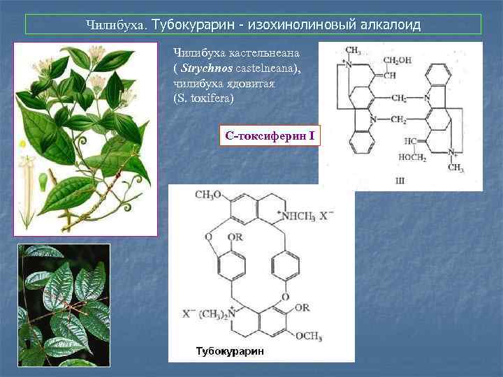 Чилибуха. Тубокурарин - изохинолиновый алкалоид Чилибуха кастельнеана ( Strychnos castelneana), чилибуха ядовитая (S. toxifera)