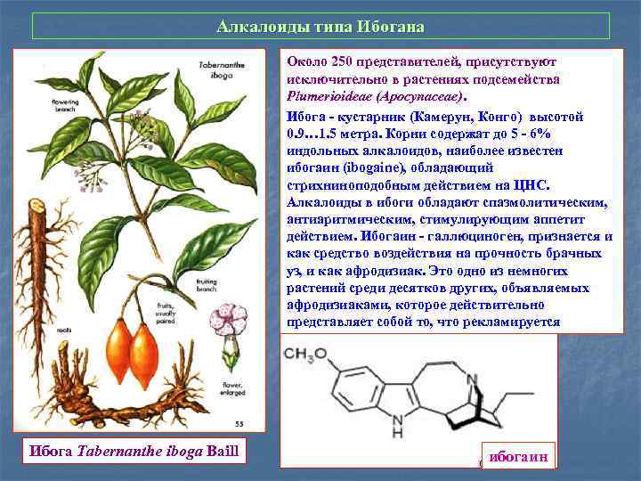Алкалоиды это. Алкалоиды в растениях. Алкалоиды примеры растений. Алкалоиды лекарственные растения. Роль алкалоидов в растениях.