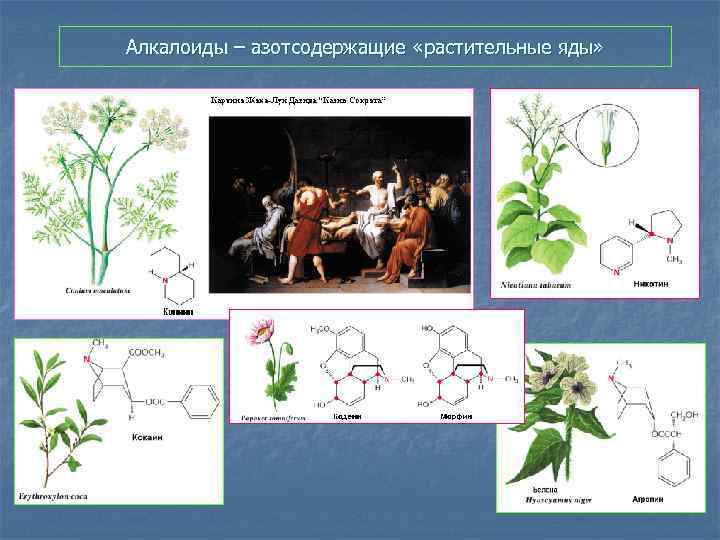 Алкалоиды – азотсодержащие «растительные яды» 