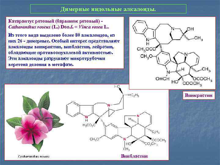 Димерные индольные алкалоиды. Катарантус розовый (барвинок розовый) - Catharanthus roseus (L. ) Don. f.